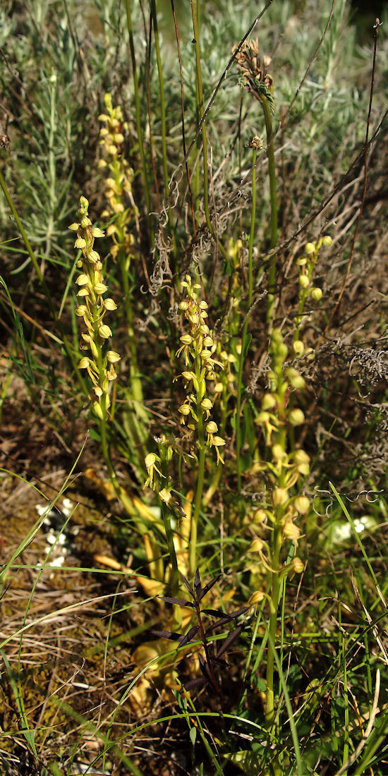 Orchidee nel pisano